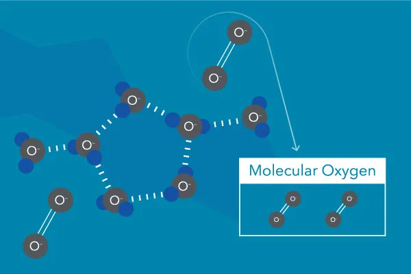 溶解在水中的分子氧（圈）。分子氧不是來自水分子中的氧（ H2O ).